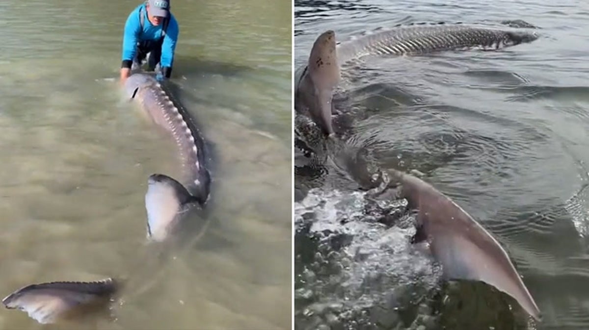 Bizarre 'monster' fish weighing 24-STONE and two metres long found