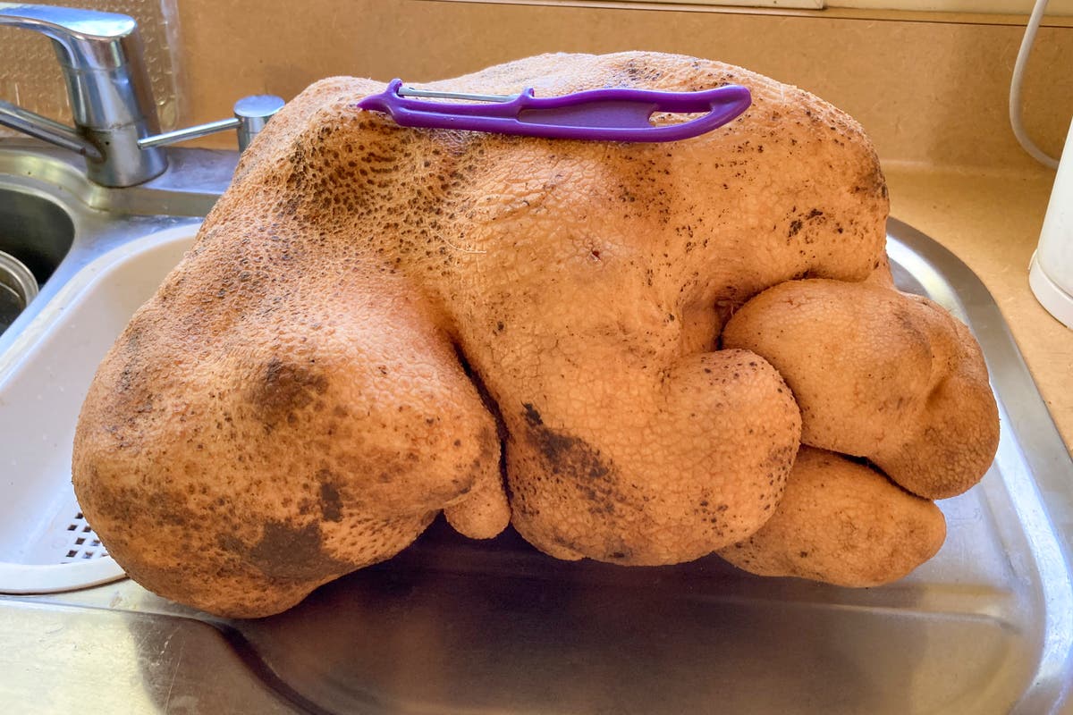 New Zealand couple’s giant spud is actually not a potato, Guinness World Record finds New Zealand couple’s giant spud is actually not a potato, Guinness World Record finds
