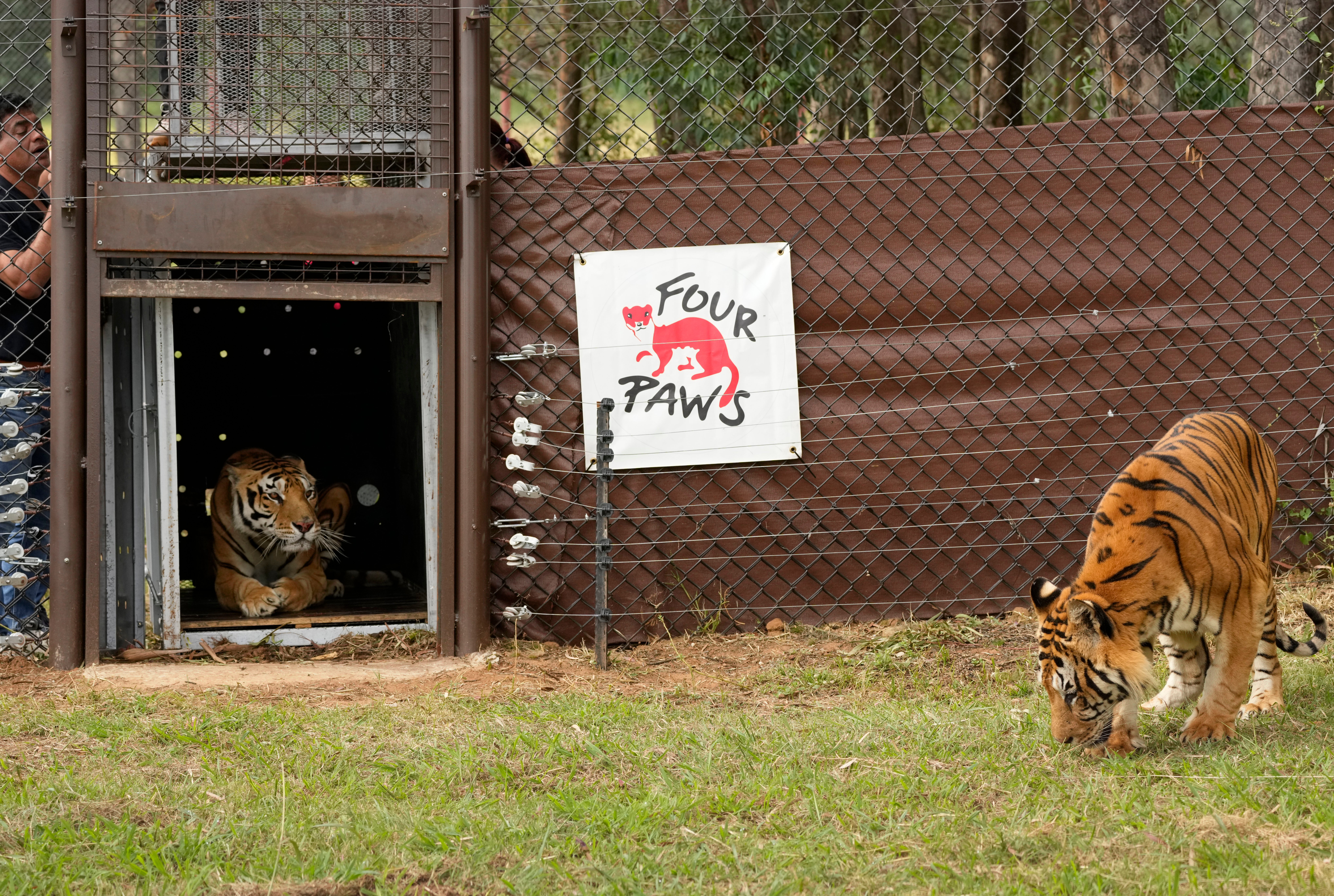South Africa Argentina Tiger