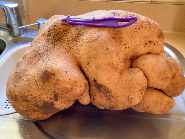 <p>‘Dug’ is not the world’s largest potato</p>