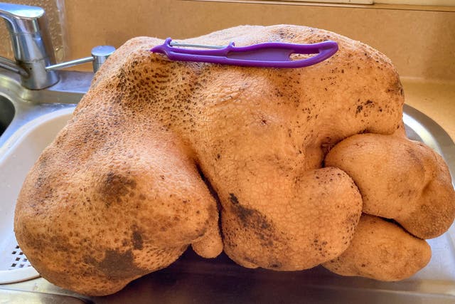 <p>‘Dug’ is not the world’s largest potato</p>