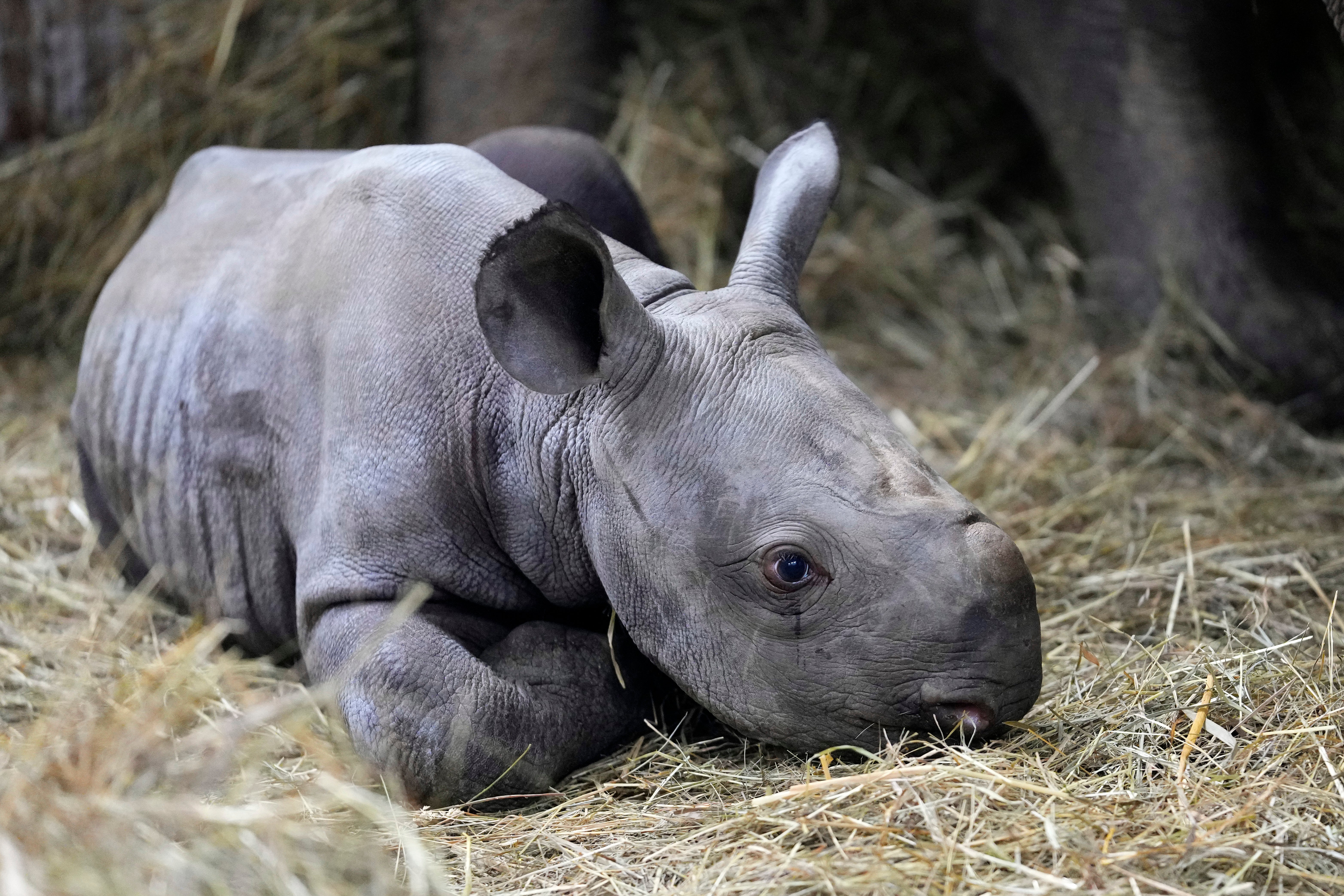 Czech Republic Baby Rhino