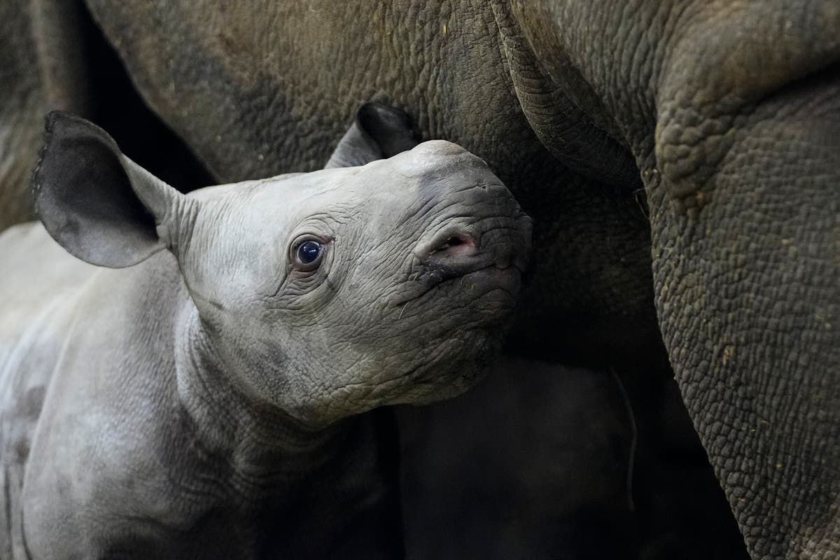Endangered rhino born in Czech zoo, named Kyiv 