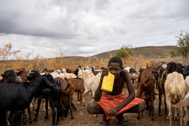 <p>Lolampa, a Turkana herder, with his goats and sheep</p>