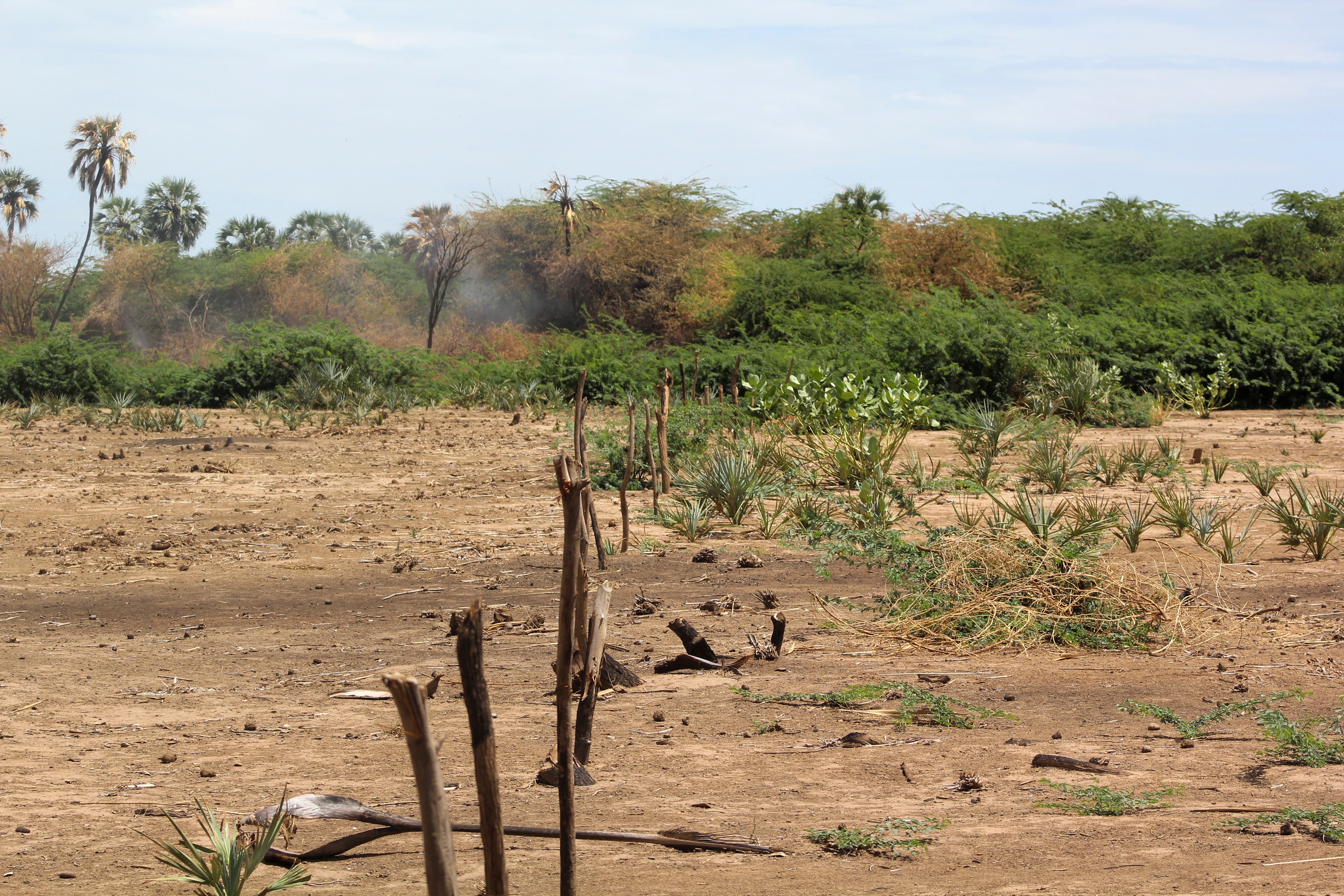 A boundary between two Turkana farms lying fallow on the bank of the Kerio River, mesquite growing in the background