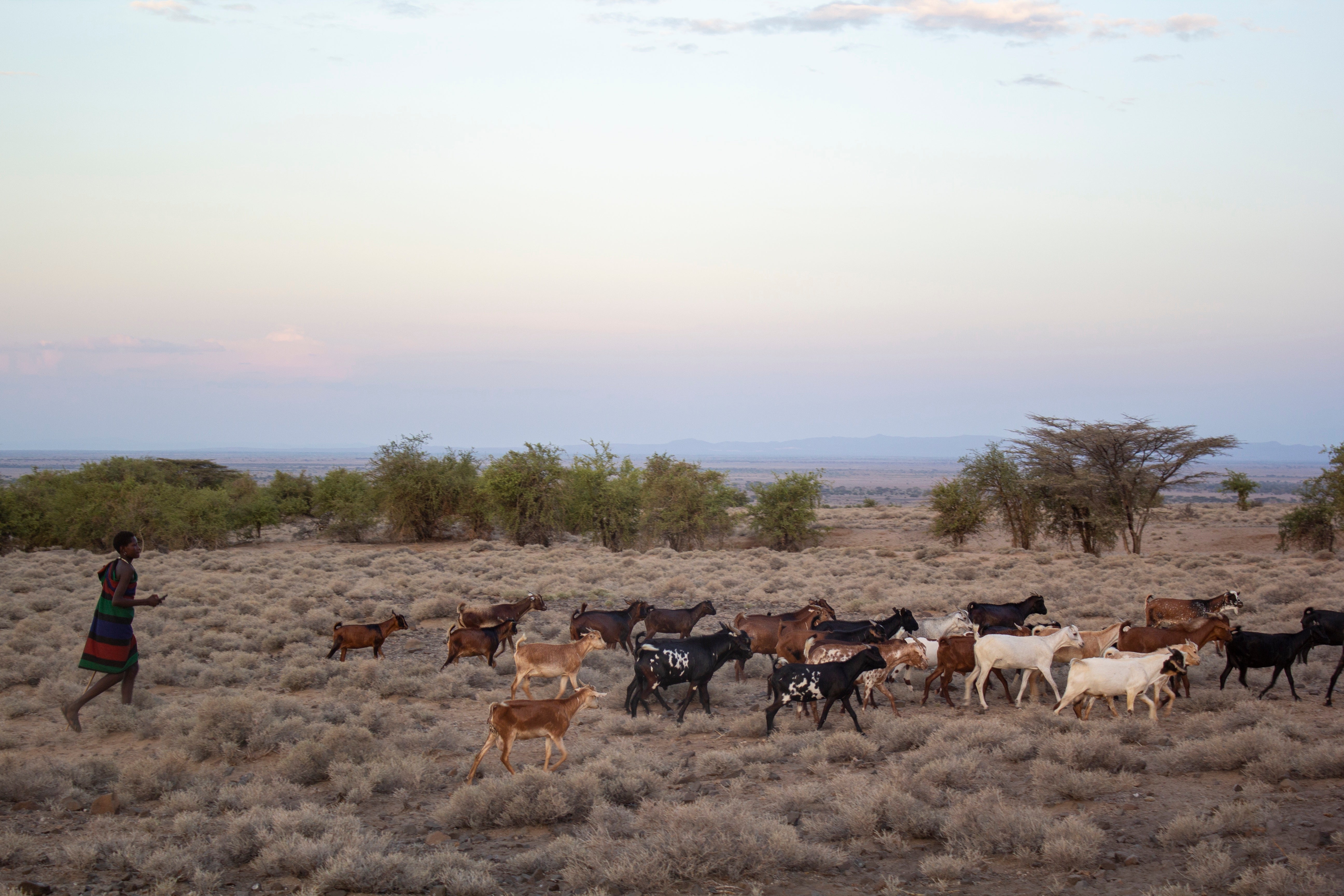 Lolampa with the family herd