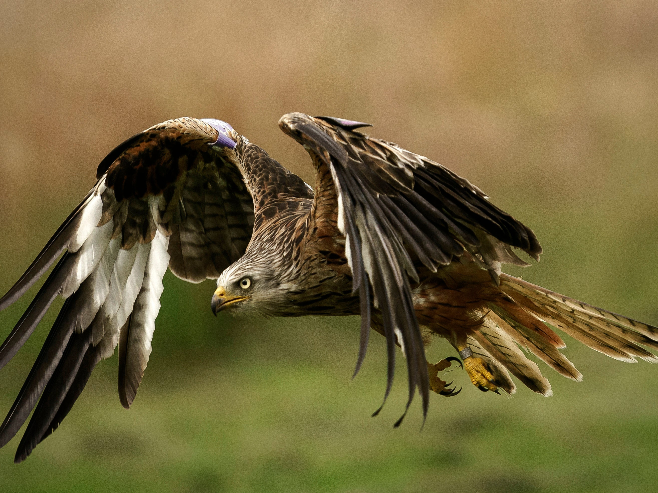 Red kite numbers are up 1,935 per cent in the last 25 years