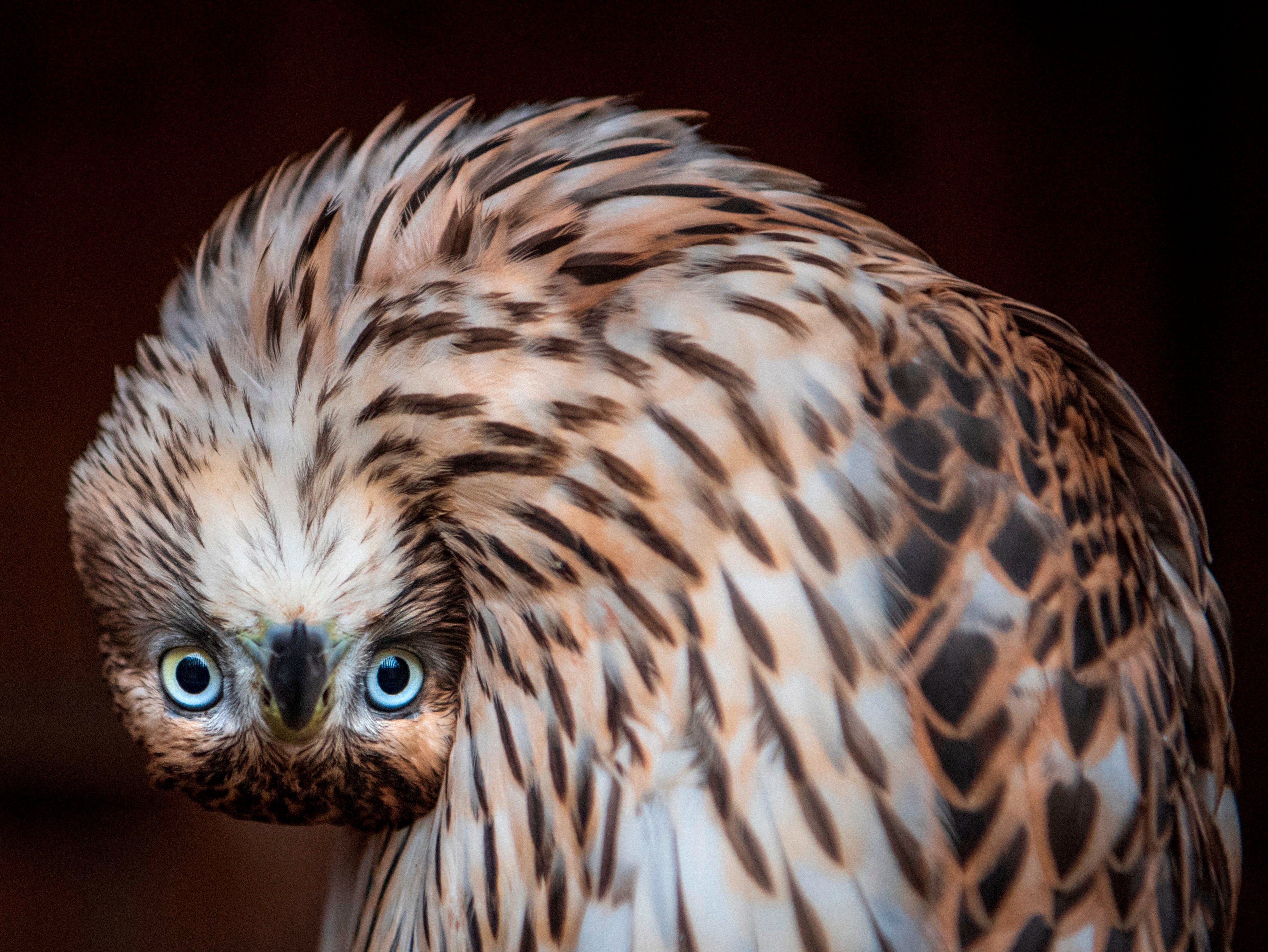 Northern goshawks are 6 per cent lower