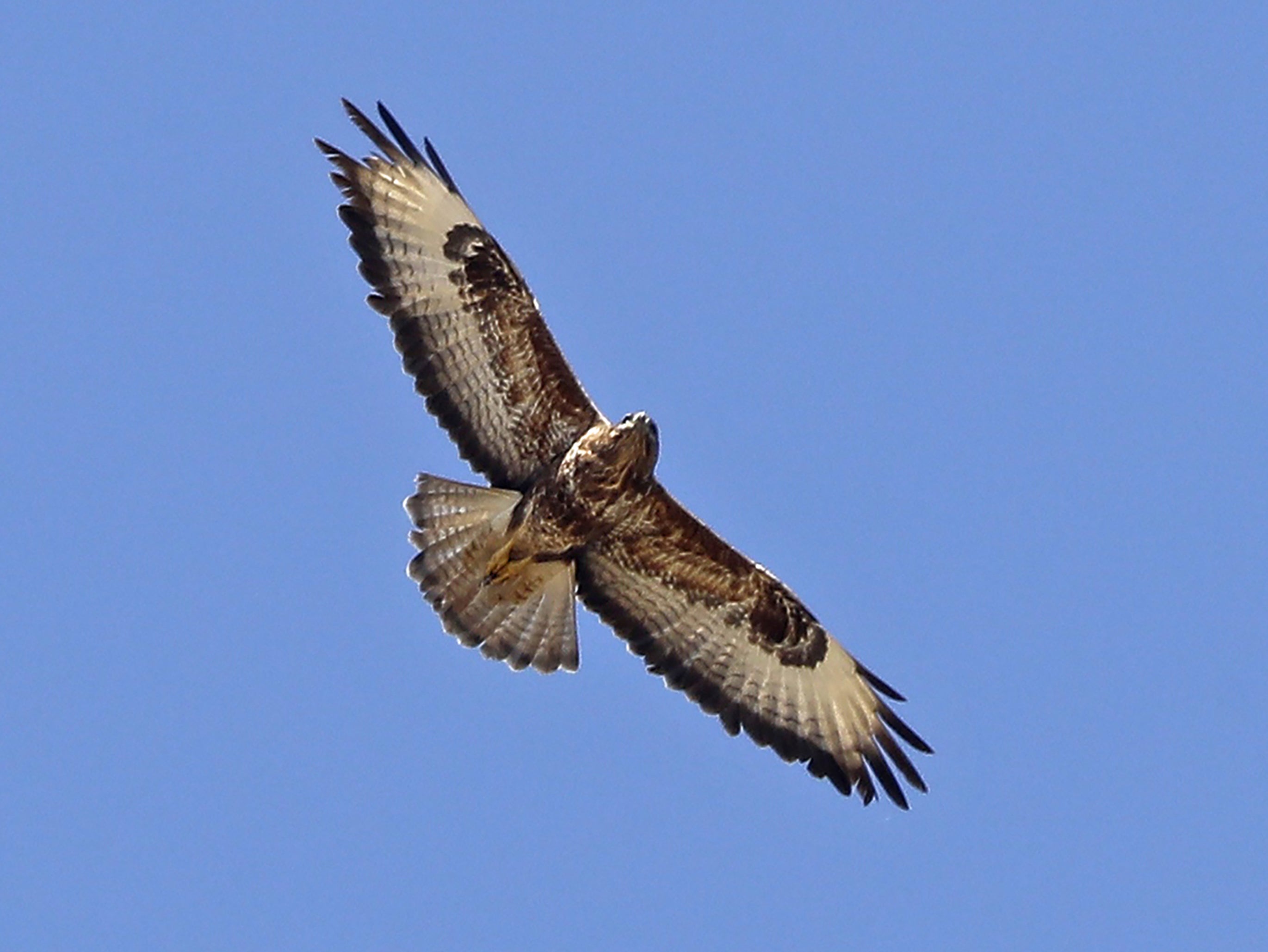 There are 22,000 fewer common buzzards