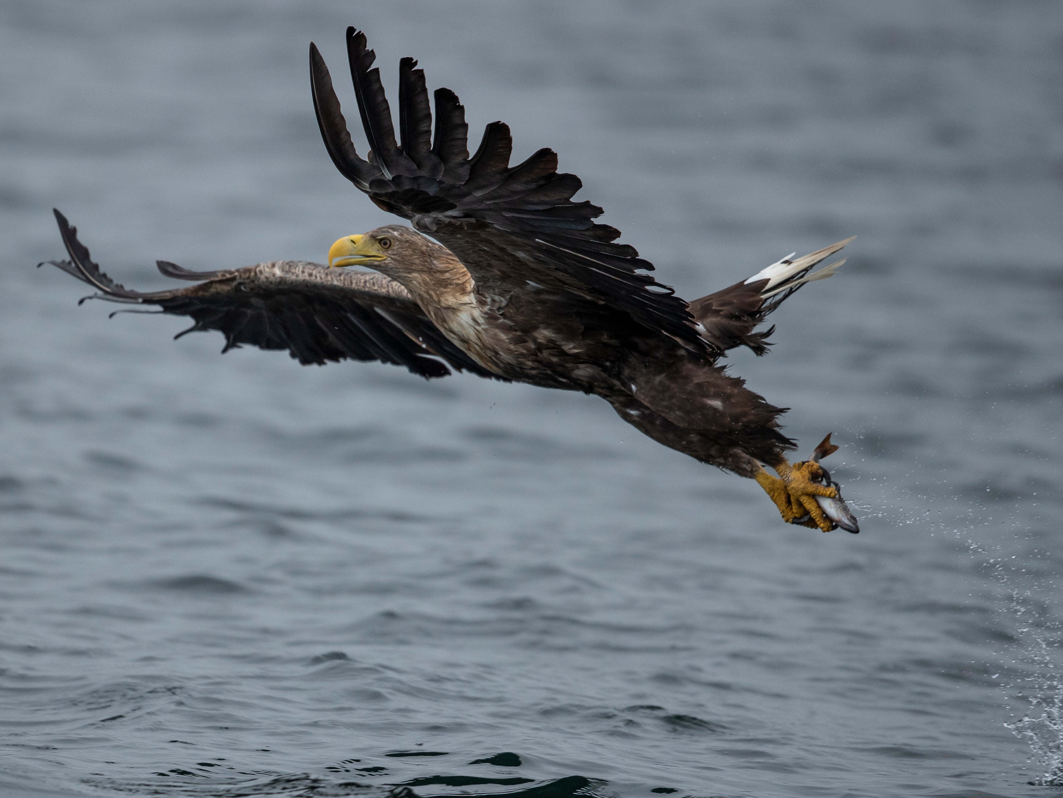 White-tailed eagle numbers are 14 per cent lower