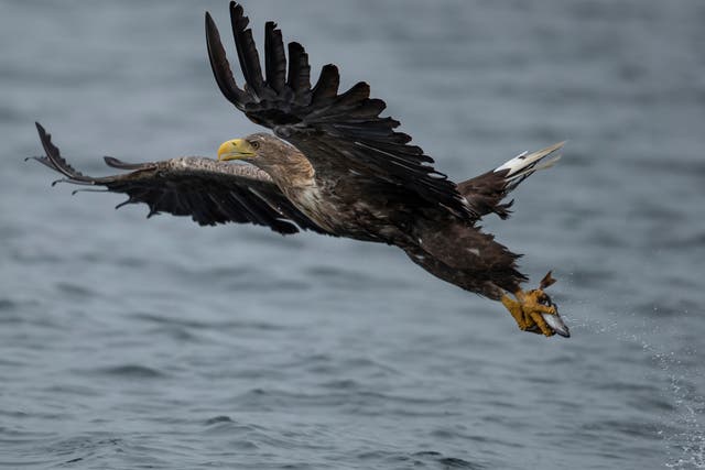 <p>White-tailed eagle numbers are 14 per cent lower</p>