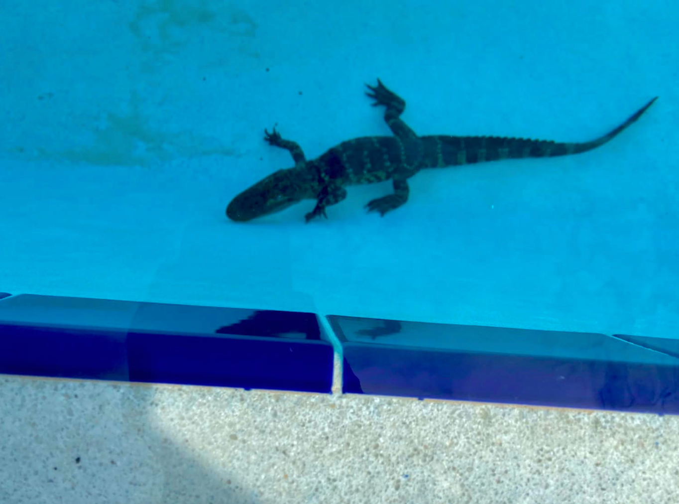 Police in Montverde, Florida removed a baby alligator from a school swimming pool