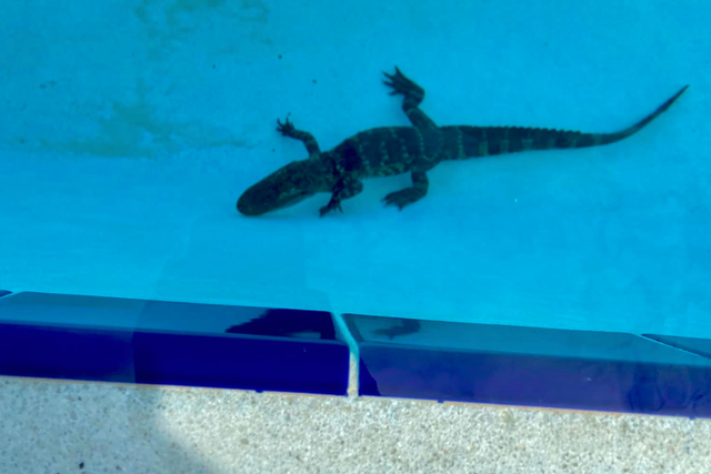 <p>Police in Montverde, Florida removed a baby alligator from a school swimming pool</p>
