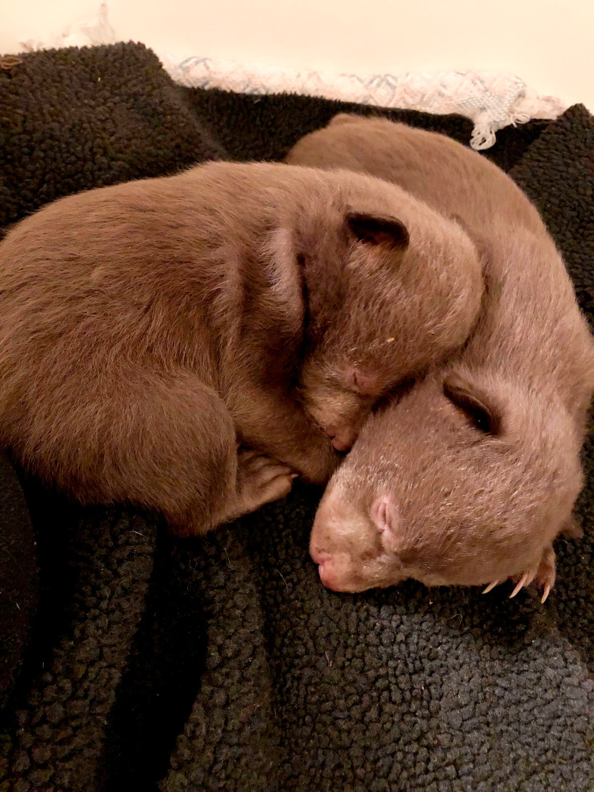 Man pleads guilty to taking 2 baby bears from their den