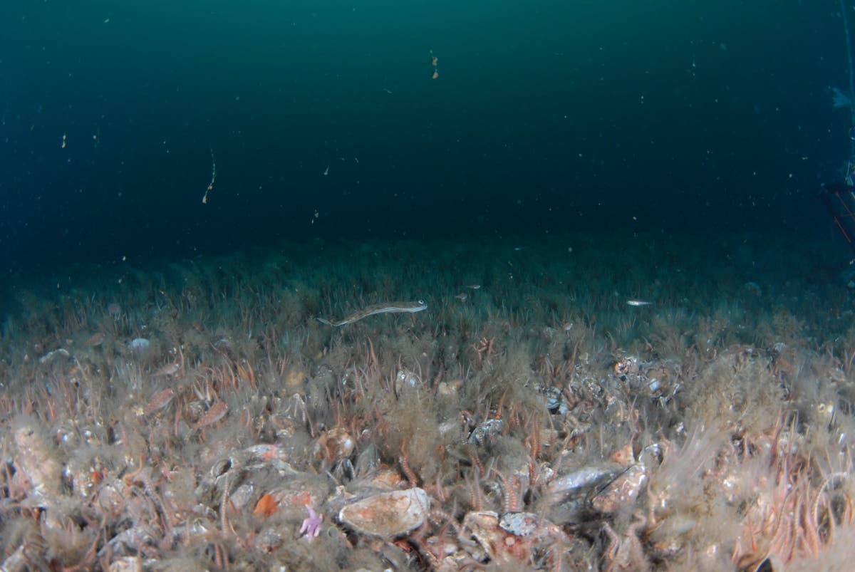 Horse mussels need more protection in British waters, scientists warn