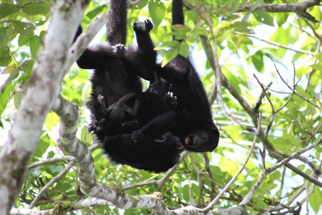 <p>Play activities help howler monkeys regulate relationships within their social group and avoid conflict</p>