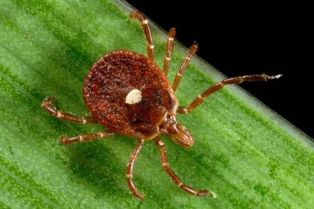 <p>A female lone star tick, found through the eastern and south-central states</p>