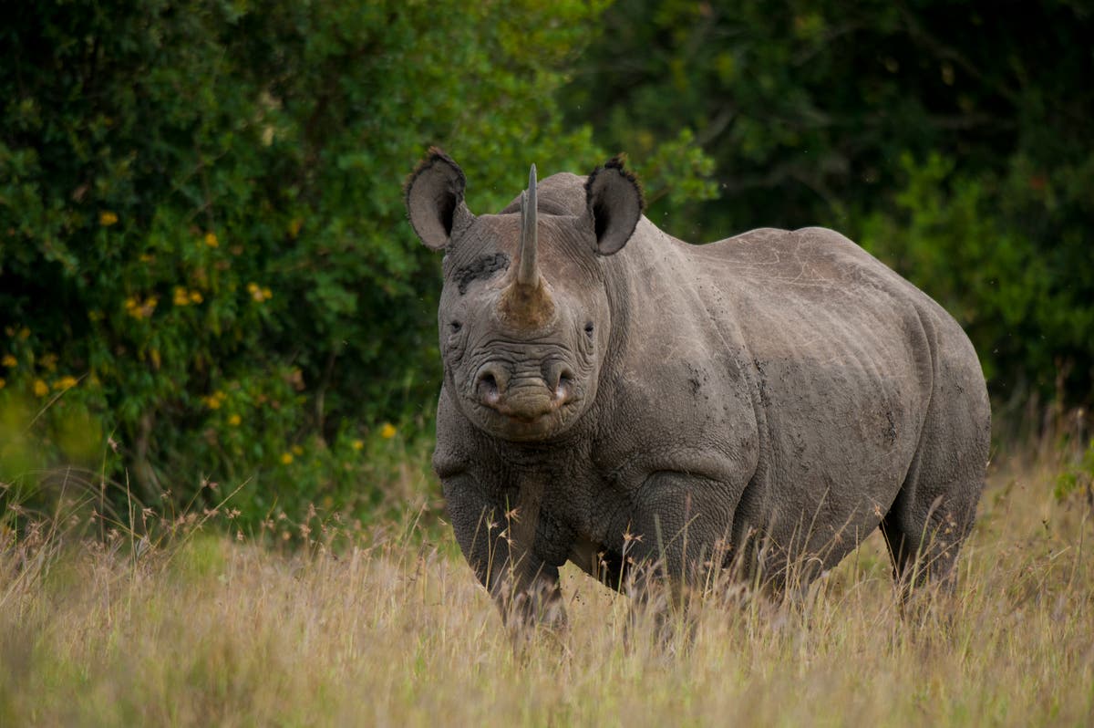 Residents in Botswana’s Okavango Delta want to be included in anti-poaching efforts Residents in Botswana’s Okavango Delta want to be included in anti-poaching efforts