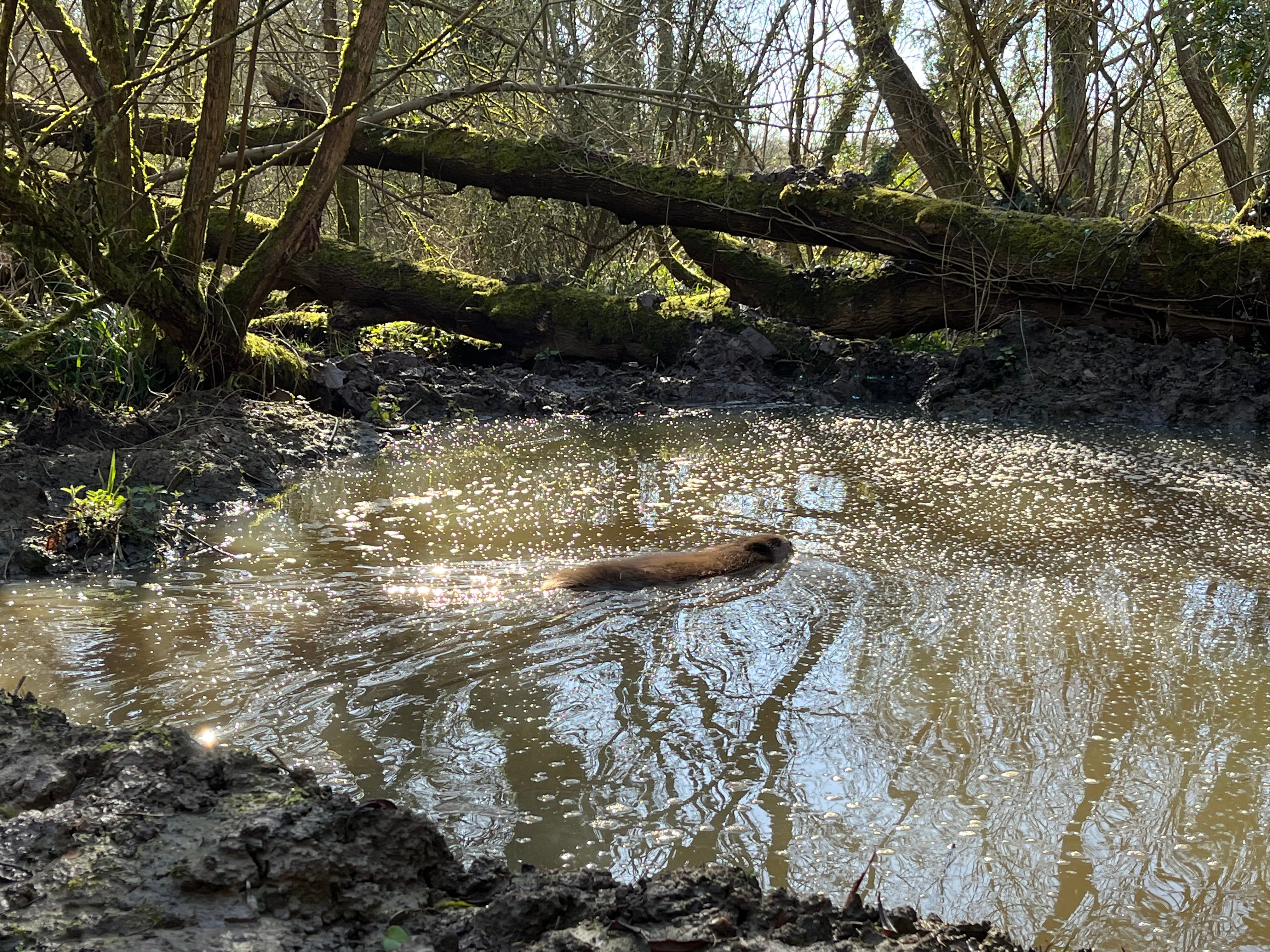 The male beaver released into an enclosure in Enfield (Emily Beament/PA)