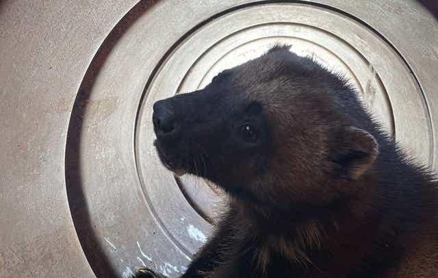 <p>Utah officials captured a live wolverine for the first time in the state’s history in March, before releasing it back into the wild with a GPS collar scientists hope to use to further study the creature.</p>