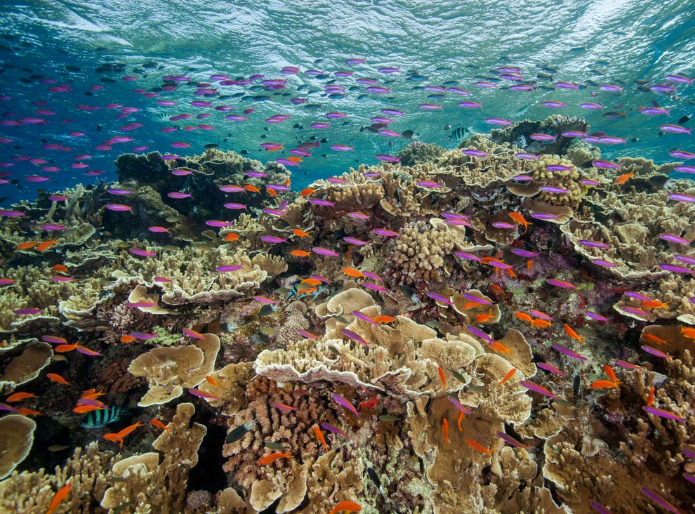 Great Barrier Reef suffers coral bleaching