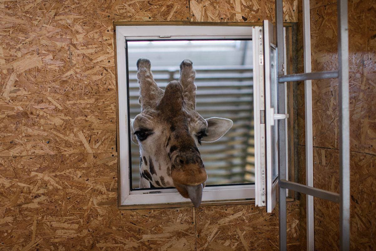 Ukraine zookeeper dodging Russian shelling to save animals pleads for international help Ukraine zookeeper dodging Russian shelling to save animals pleads for international help