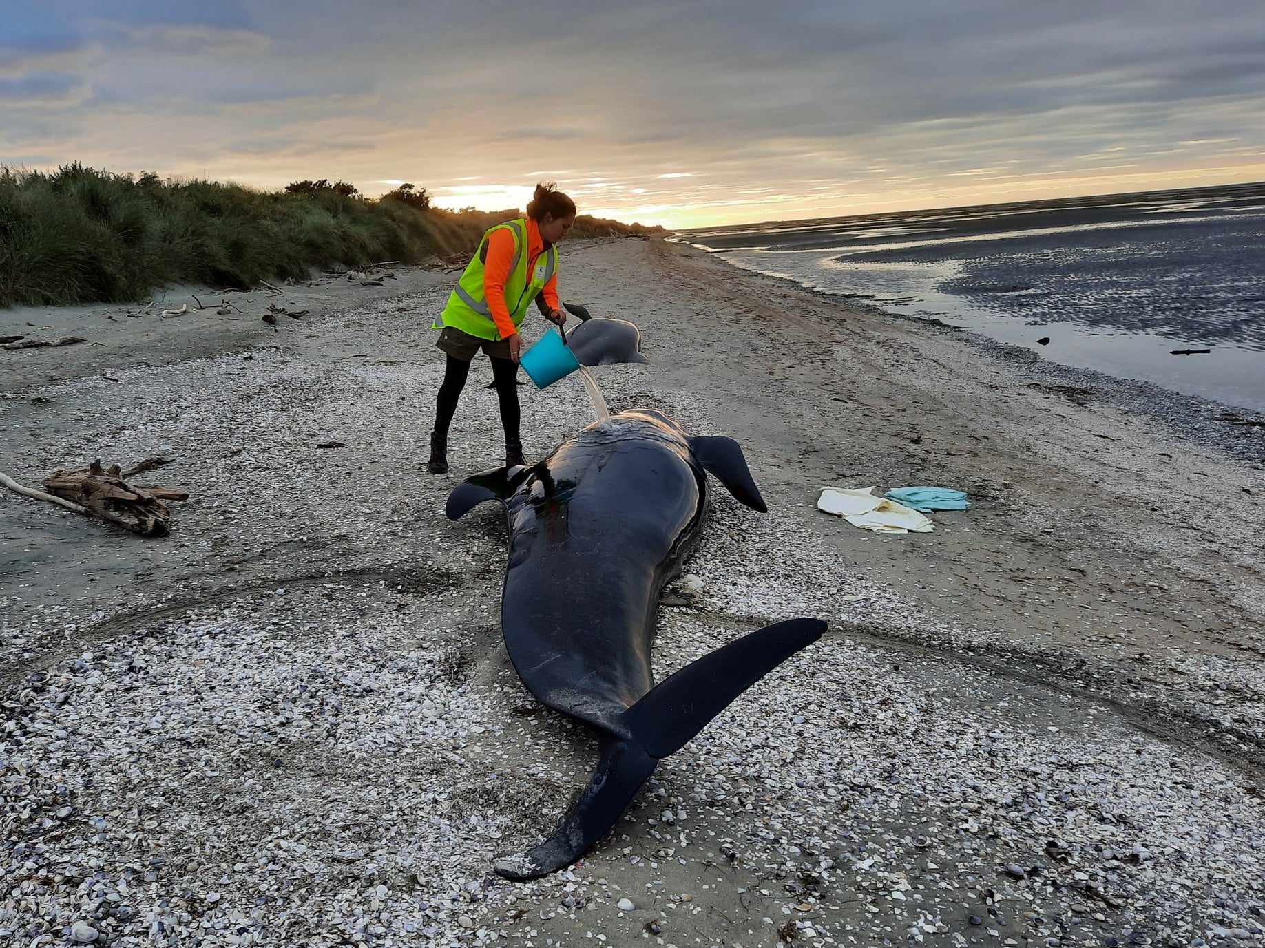 Officials said a group of 34 whales were found washed up together on shore