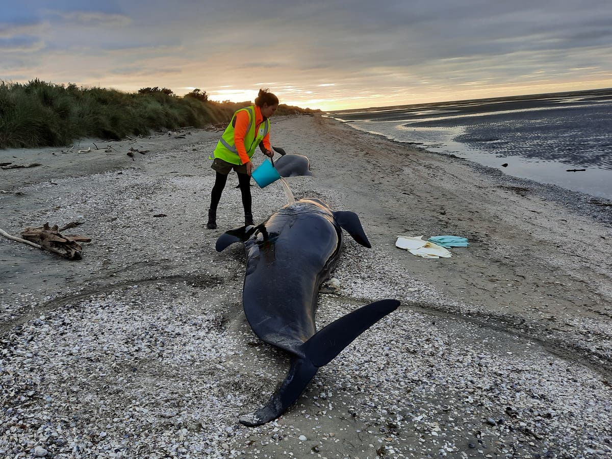 Twenty nine pilot whales die after becoming stranded on New Zealand beach