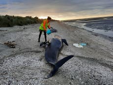 Twenty nine pilot whales die after becoming stranded on New Zealand beach