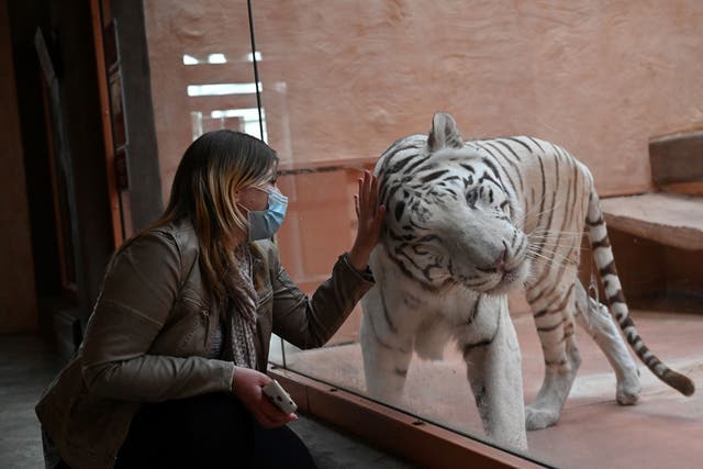<p>An employee interacts with a Bengal tiger named Shere Khan through the glass wall of an enclosure at the private zoo ‘Twelve Months’ on 5 May 2020</p>