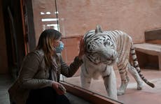 Kyiv zoo requests ‘humanitarian corridor’ to evacuate animals amid Ukraine war