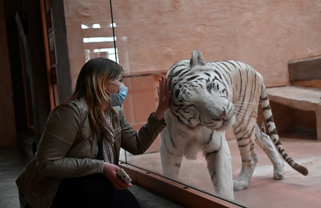 Kiev hayvanat bahçesi, bombardıman sırasında hayvanları tahliye etmek için 'insani koridor' talep ediyor