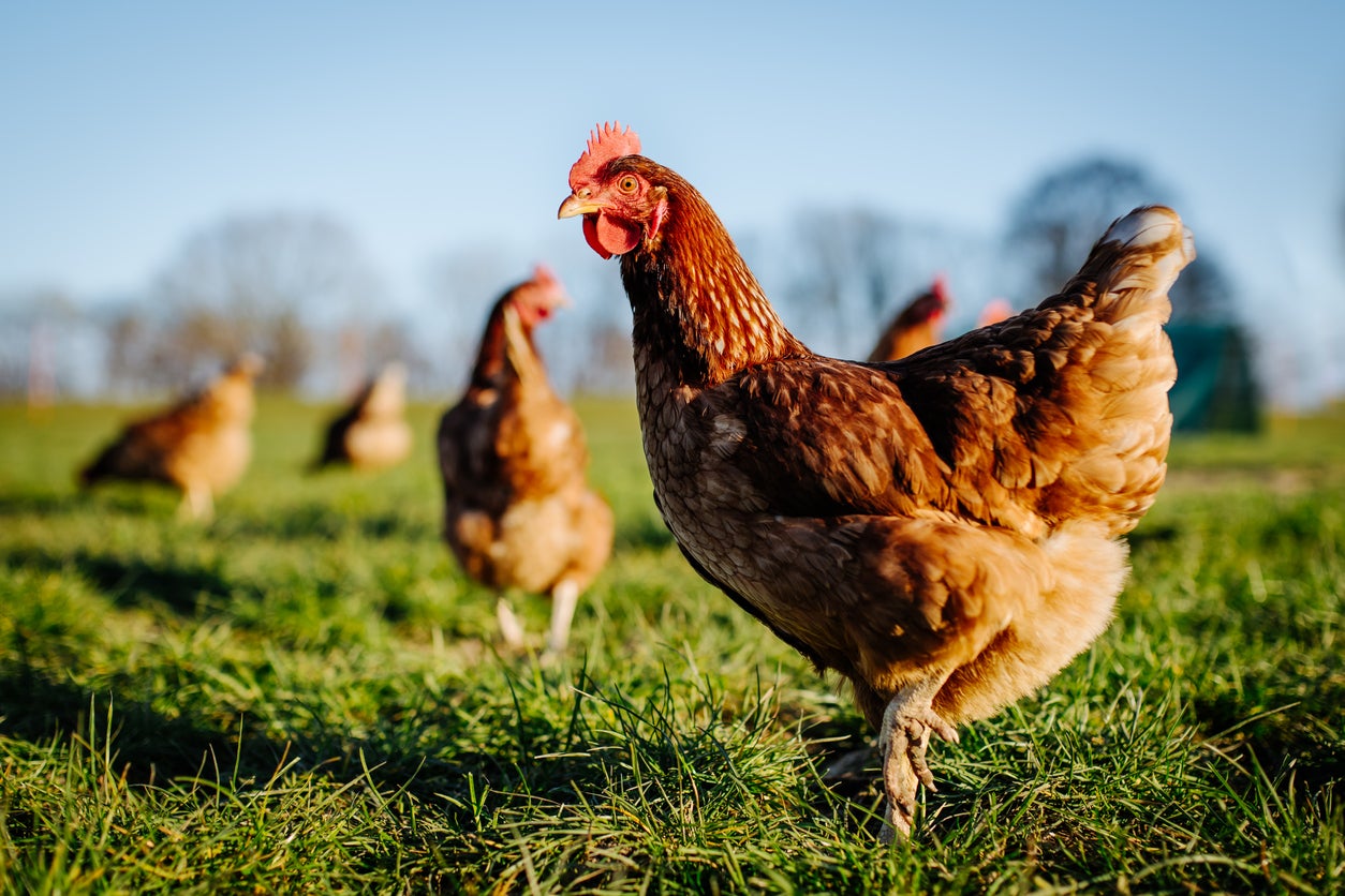 Cost of farmers’ chicken feed has soared