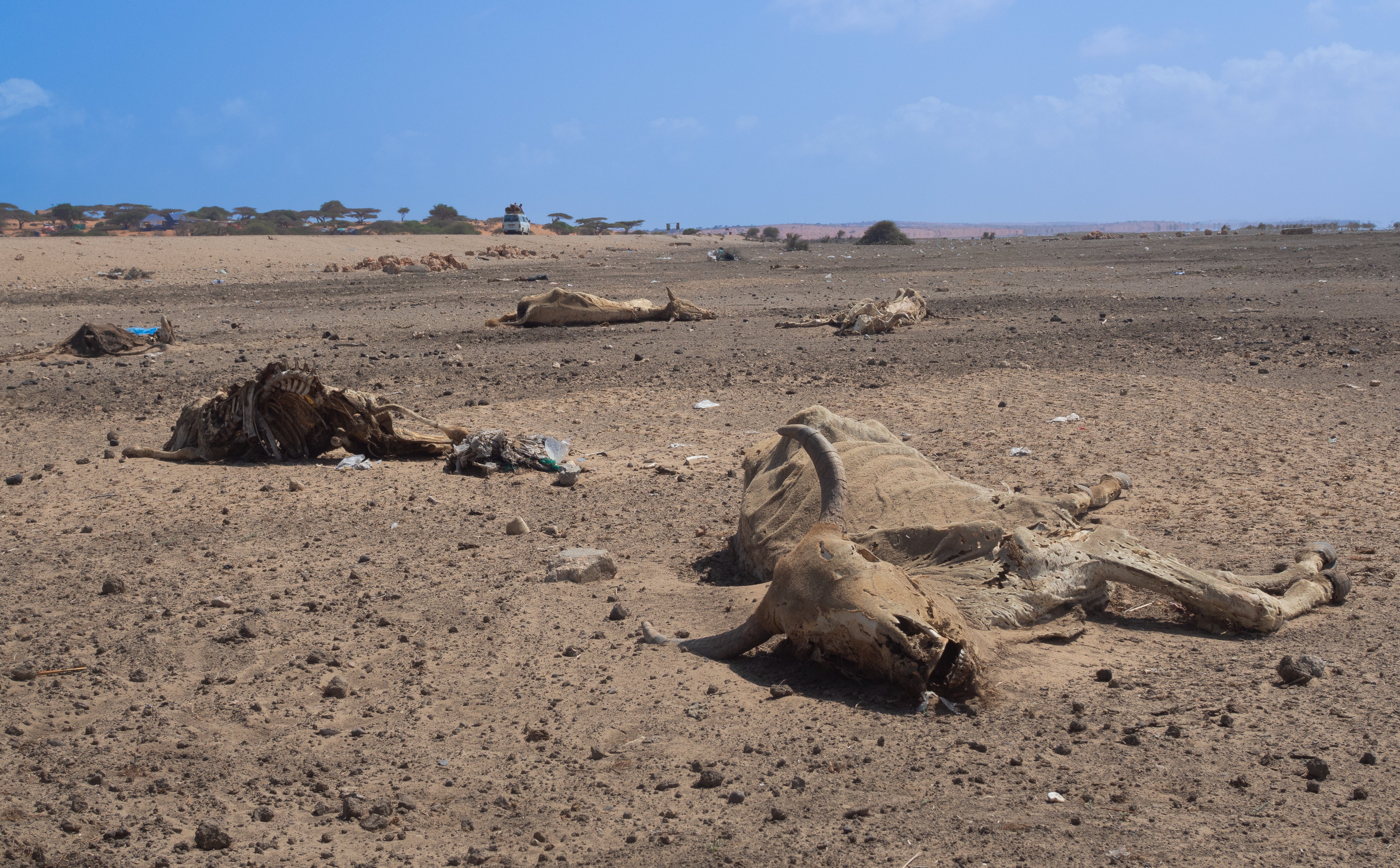 Hundreds of thousands of animals have been killed by the drought in Somalia, destroying livelihoods