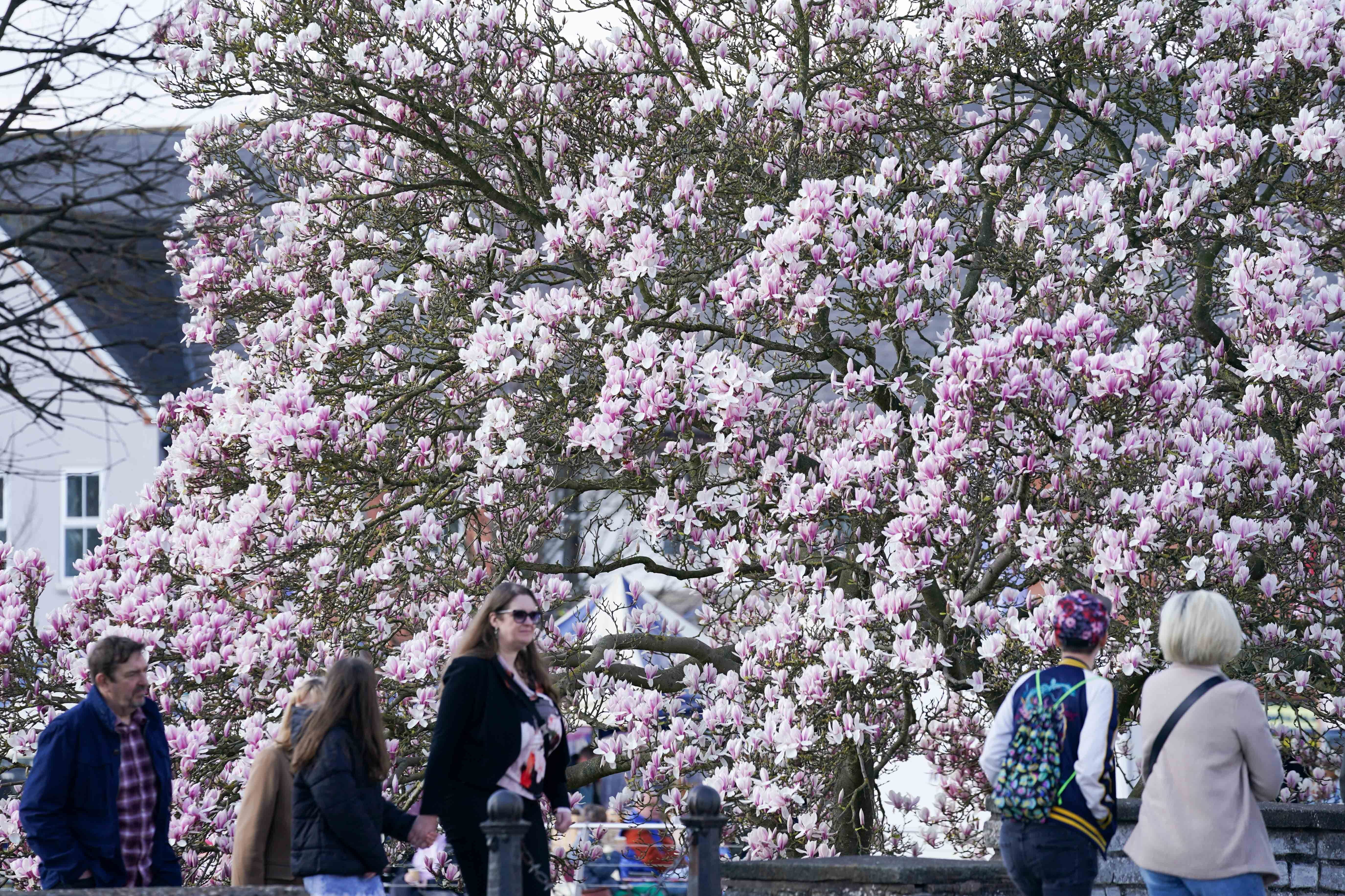 Trees have blossomed in Stratford-upon-Avon, Warwickshire (Jacob King/PA)