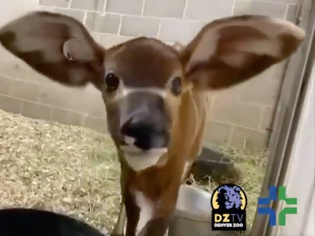 Denver Hayvanat Bahçesi, nadir görülen bongo olan yeni doğan Winston'ı ağırlıyor