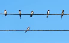 People urged to create habitat for insects to help swallows, swifts and martins