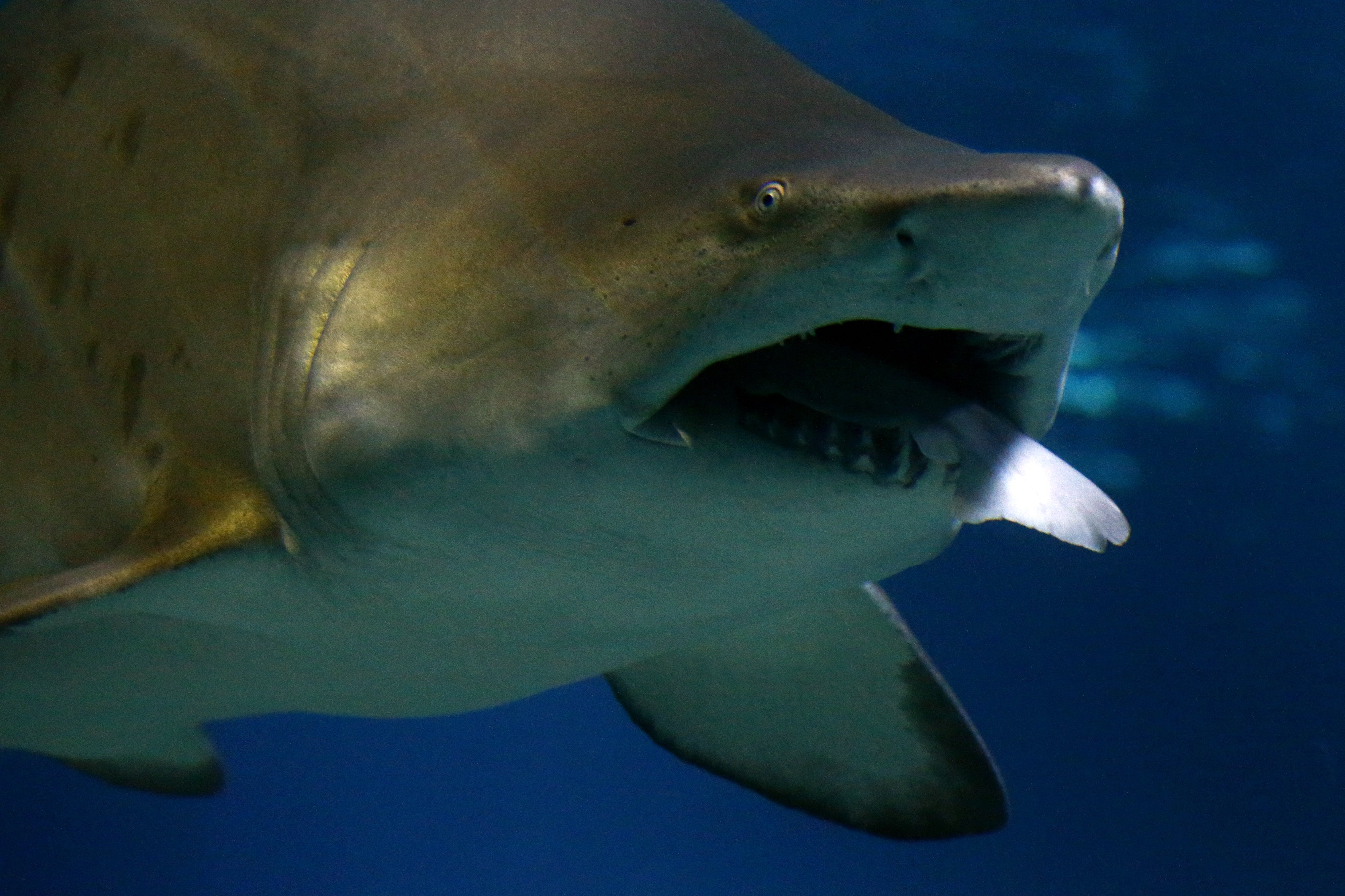 Two large tiger sharks were seen near the area of the incident