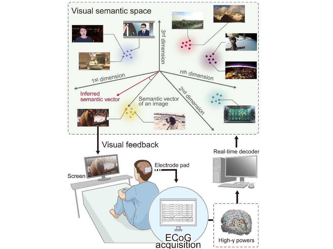 Electrocorticogram (ECoG) recordings were taken from 17 patients with epilepsy who had implanted subdural cortical electrodes related to visual perception