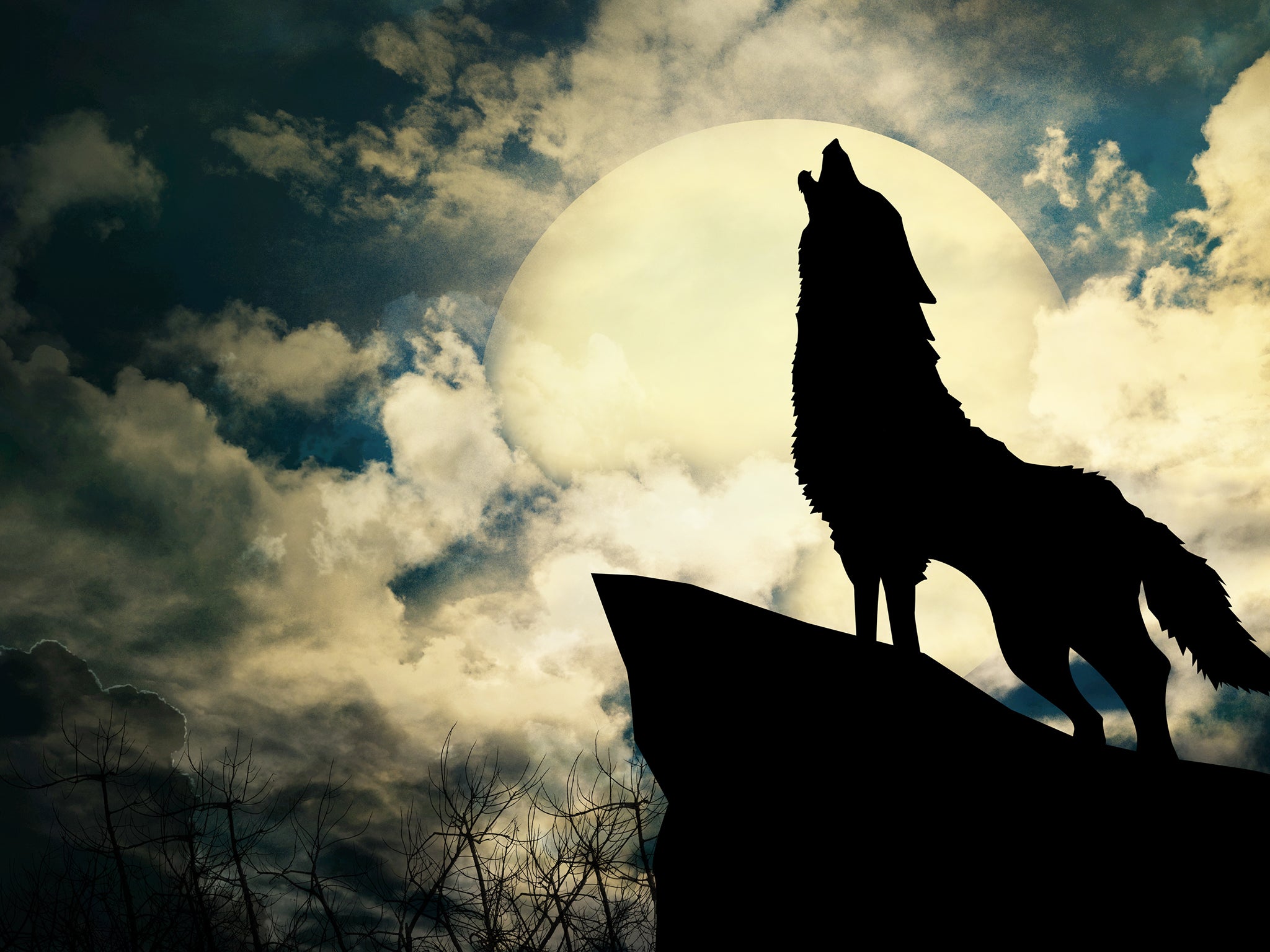 A wolf’s howl pierces the night