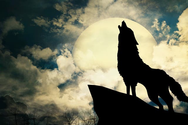 <p>A wolf’s howl pierces the night  </p>