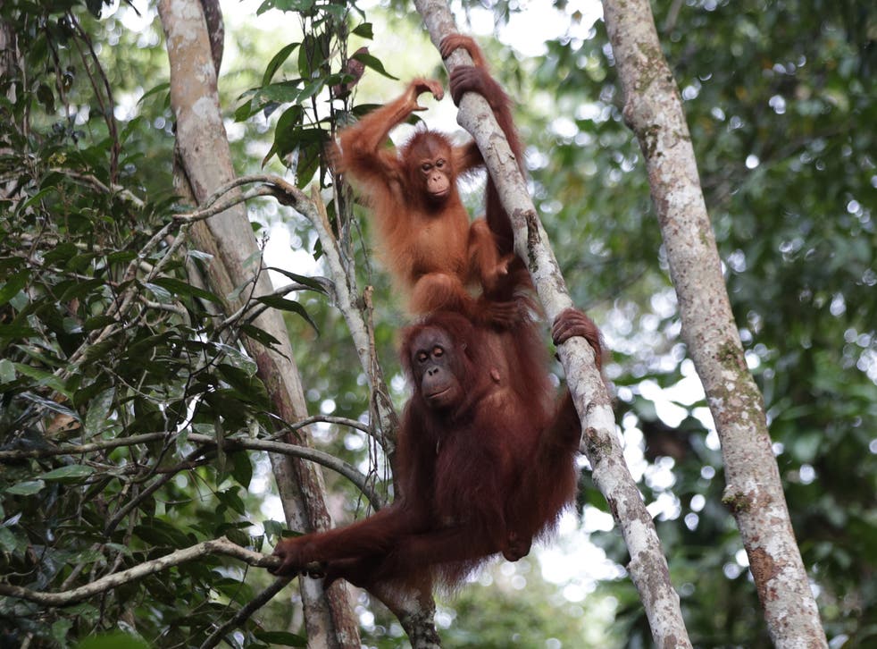 Orangutan vocabularies ‘shaped by social mingling, like in humans’ (Yui Mok/PA)