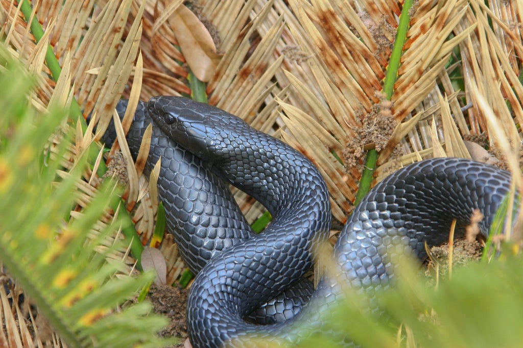 Alabama'da 9ft'ye kadar büyüyebilen Nadir Doğu çivit yılanı bulundu