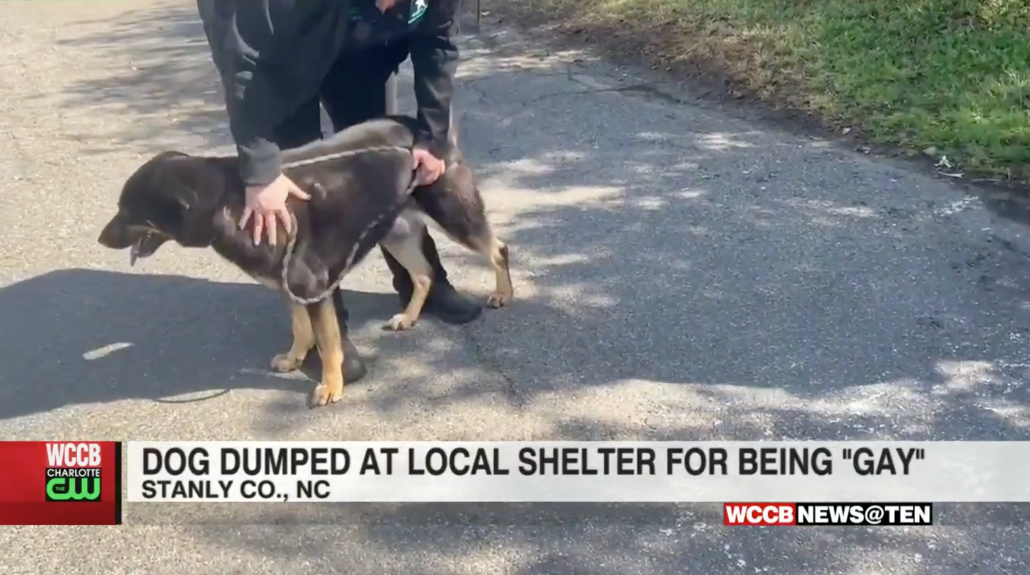 Fezco, a dog, was accused of being ‘gay’ by his owners and left at a pet shelter in North Carolina
