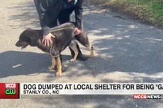 Owners abandoned dog because he was ‘gay’, shelter says
