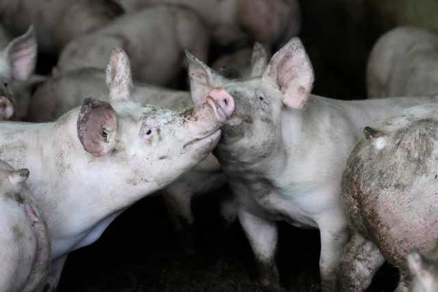 <p>The disease can often prove fatal to domestic pigs and has spread in Europe over the last year </p>