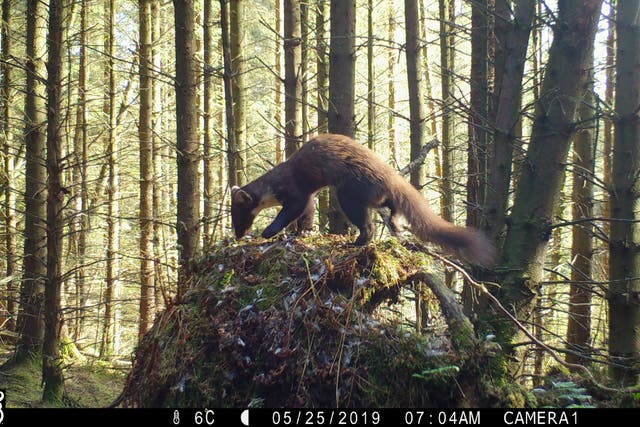 A pine marten caught on camera in Kielder Forest (Katie August -Aberdeen University/PA)