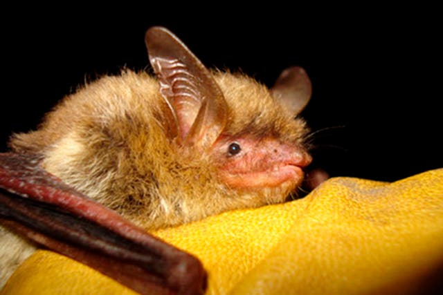 Endangered Bat