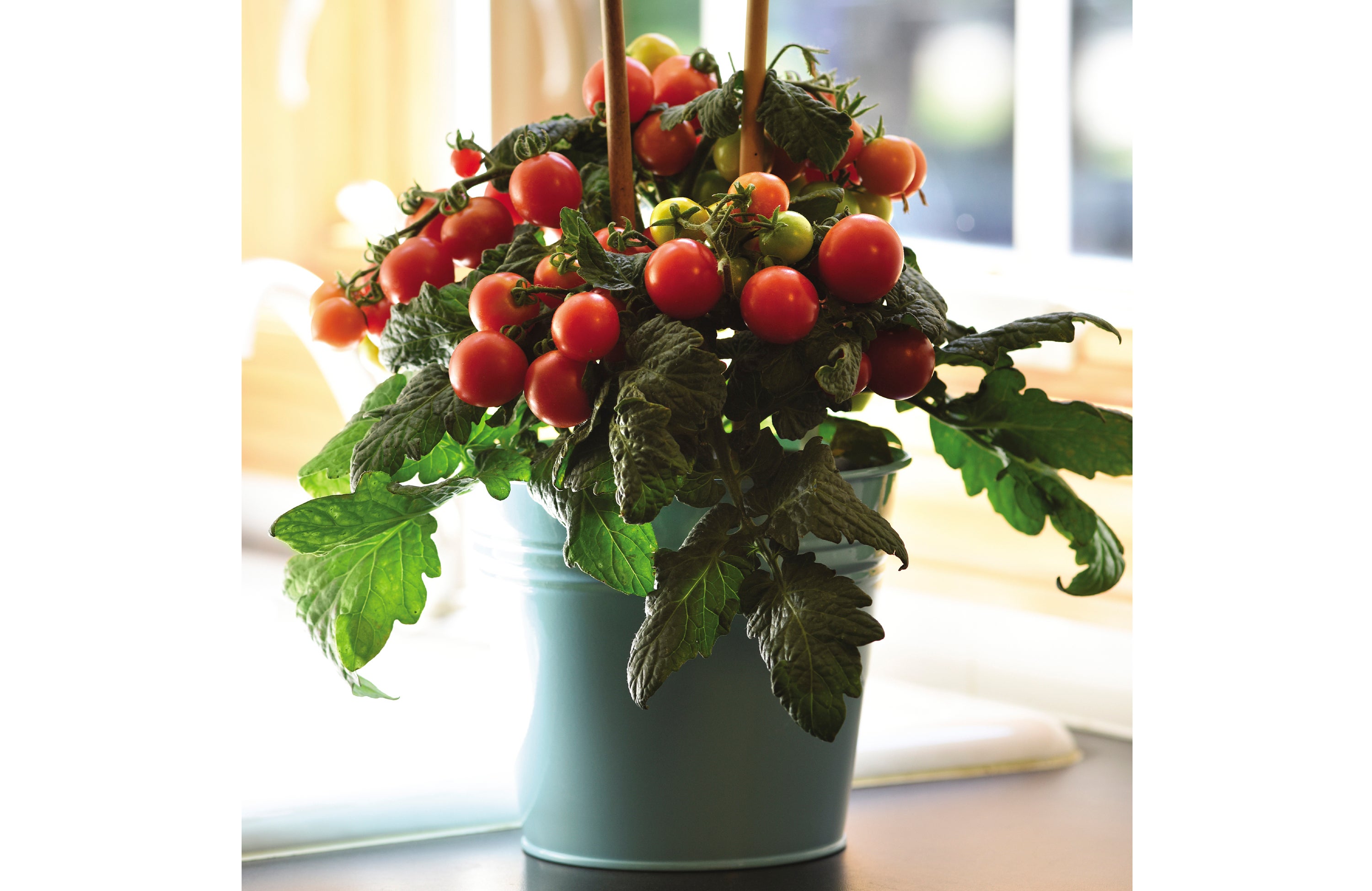 Veggies in Small Spaces