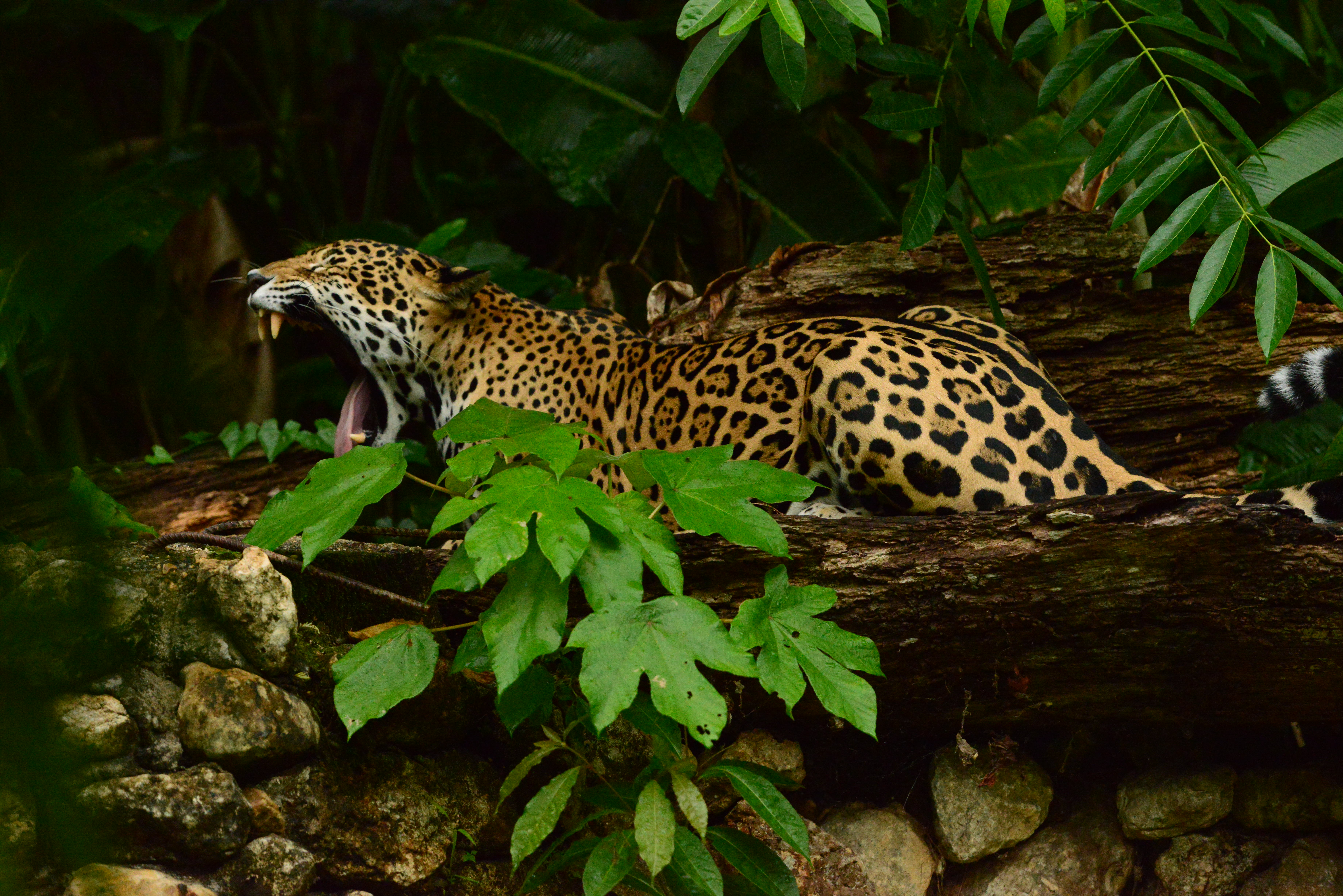 Belize boasts big cats among its wildlife